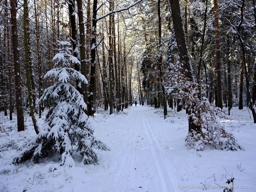 Snowy path in the woods