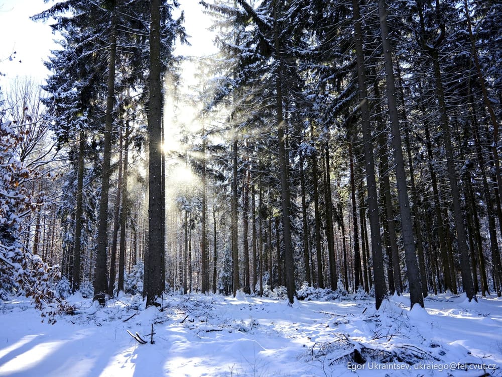 Sun shining through the trees