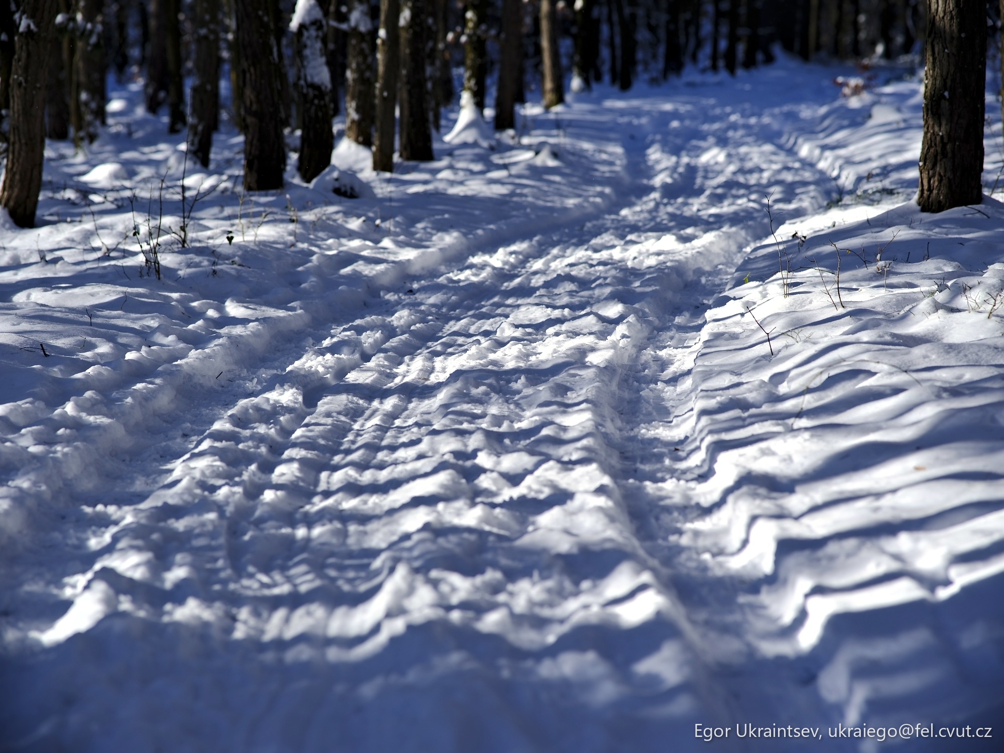 Snowy path in the woods