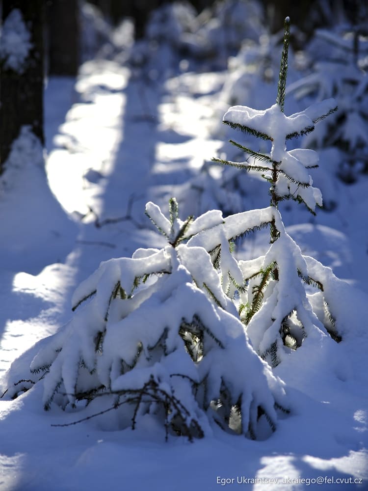 Snow covered pine tree