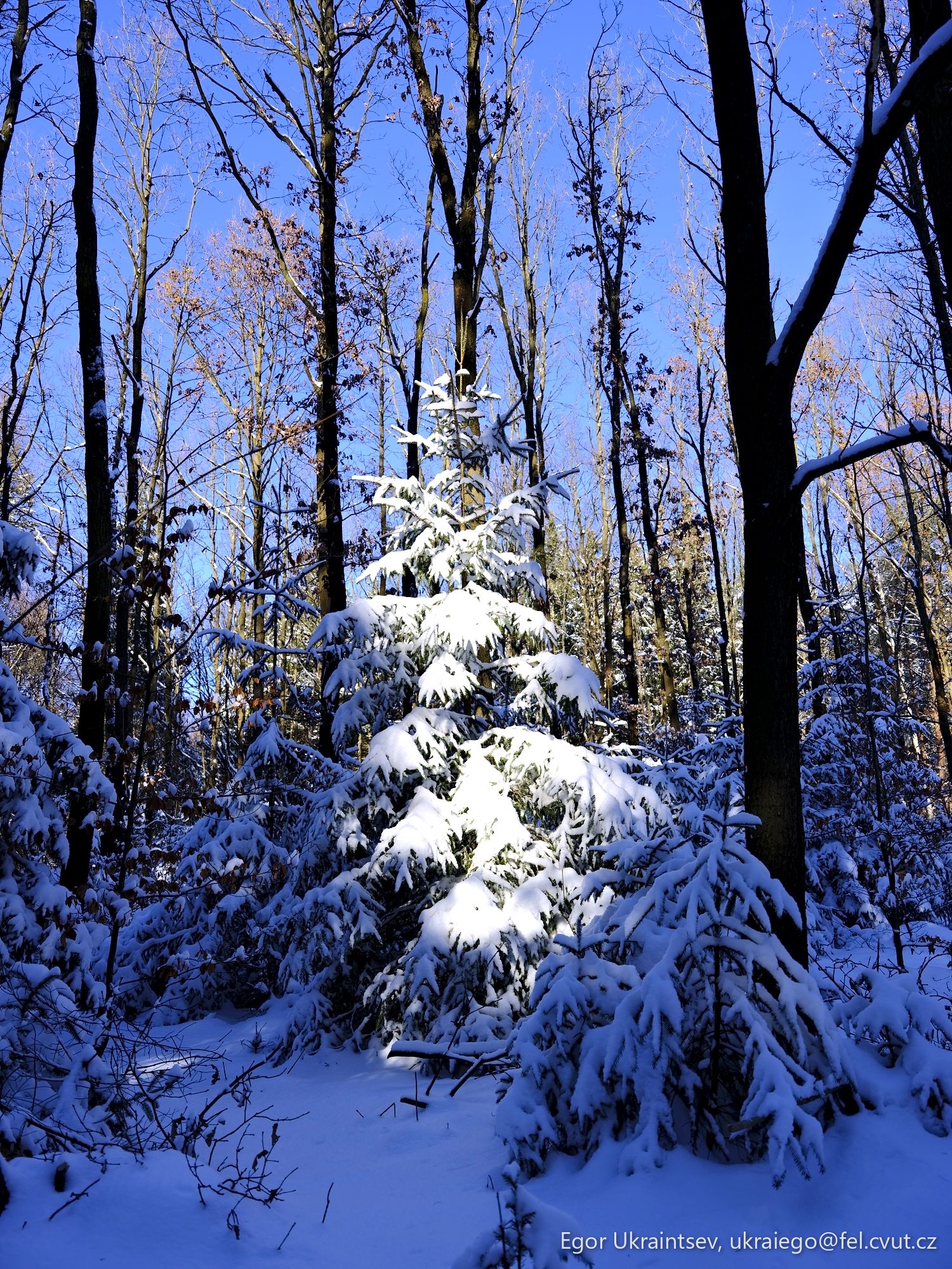 Snow covered trees
