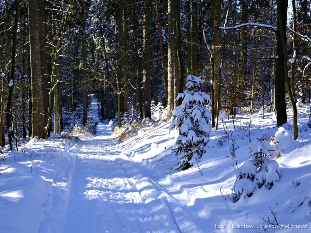 Snowy path in the woods