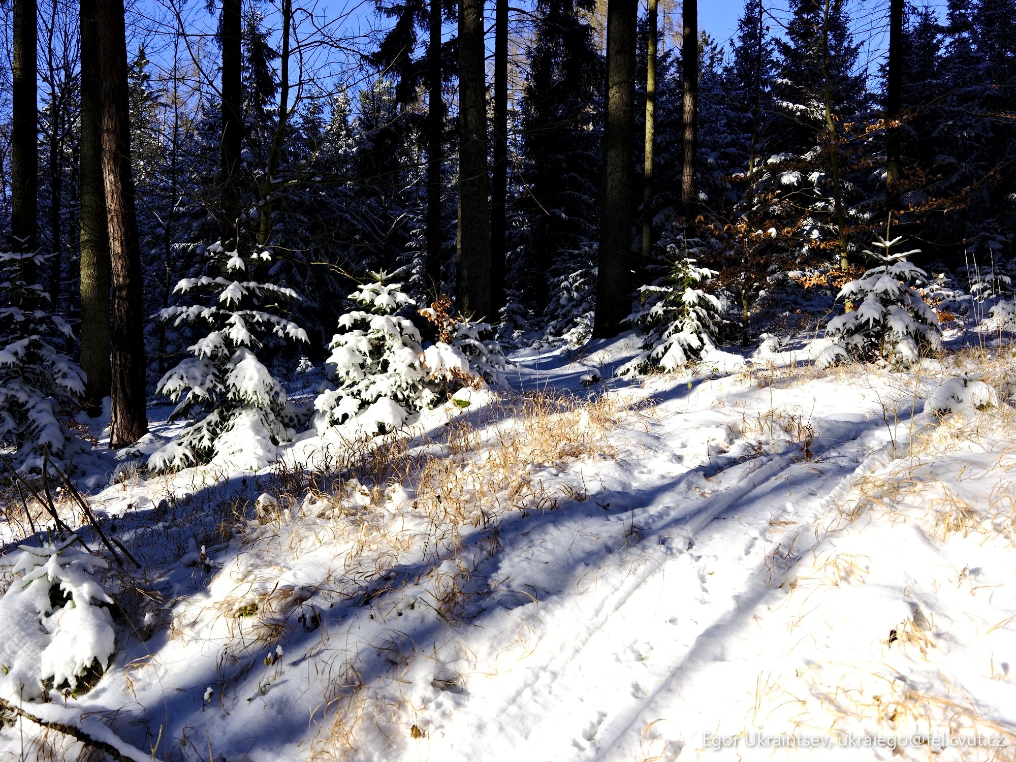Snow covered trees