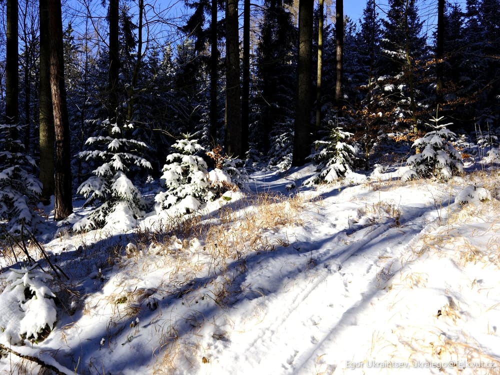Snow covered trees