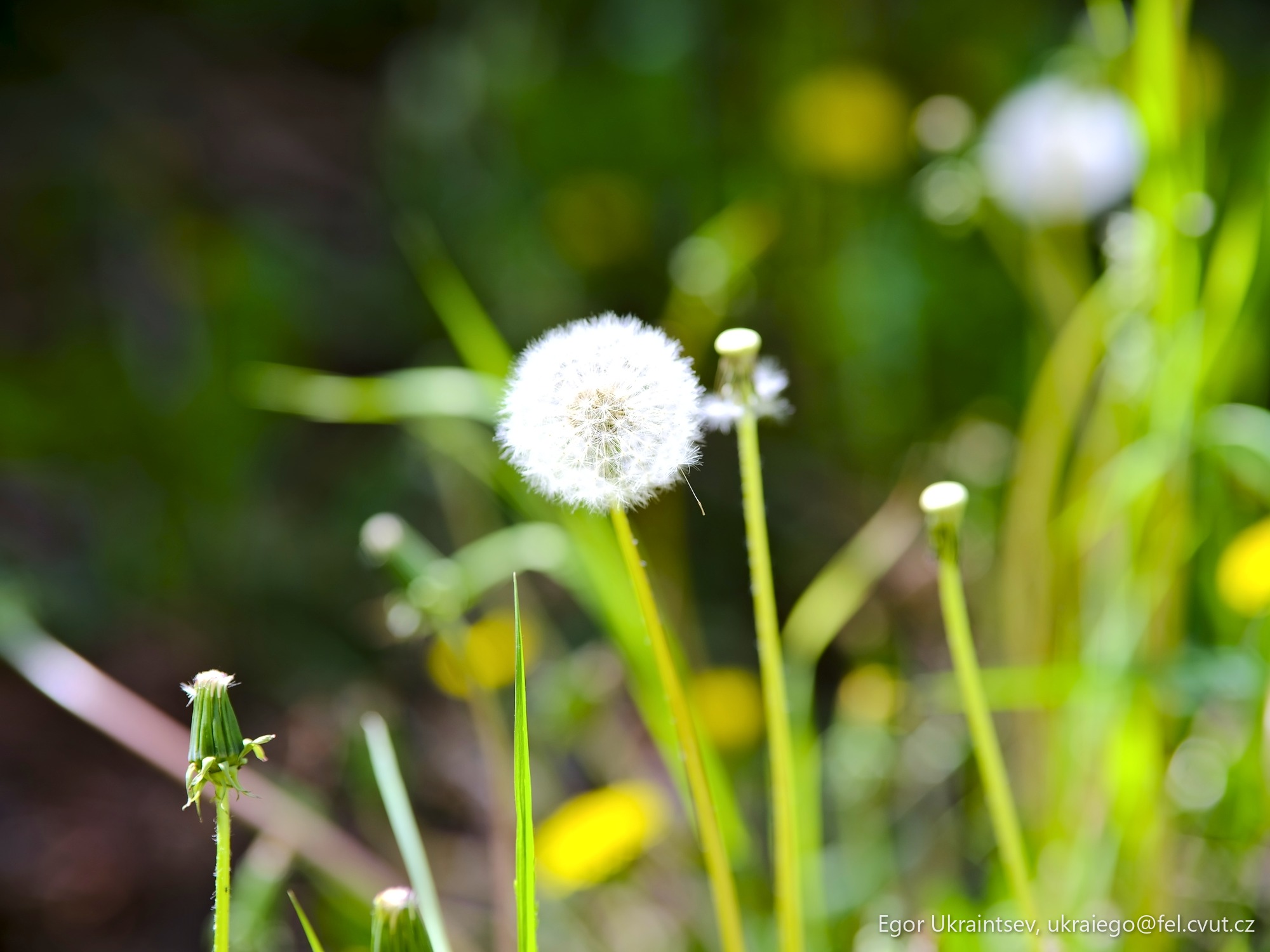 Dandel in the grass