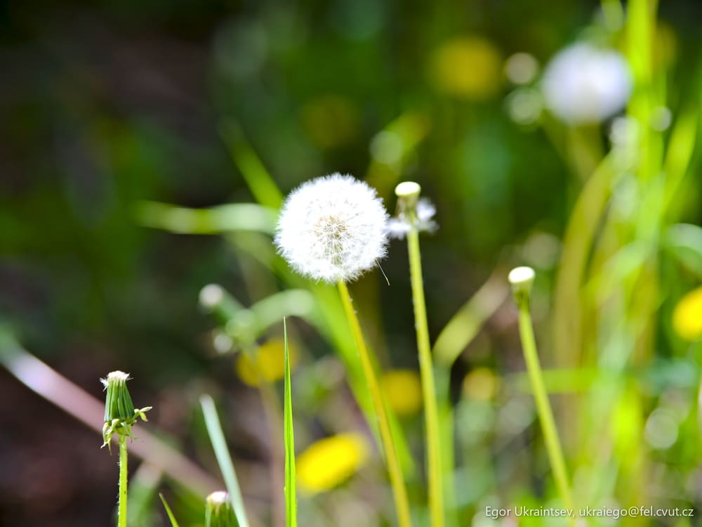Dandel in the grass