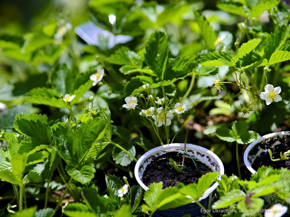 Strawberrys growing in the garden