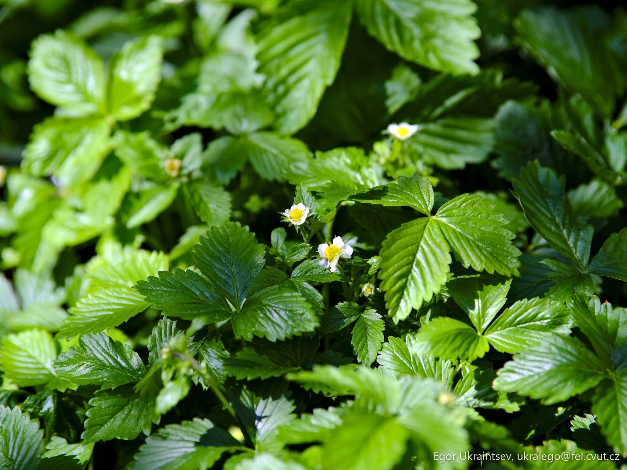Small white flower surrounded