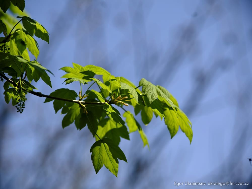 Green leaves against a blue