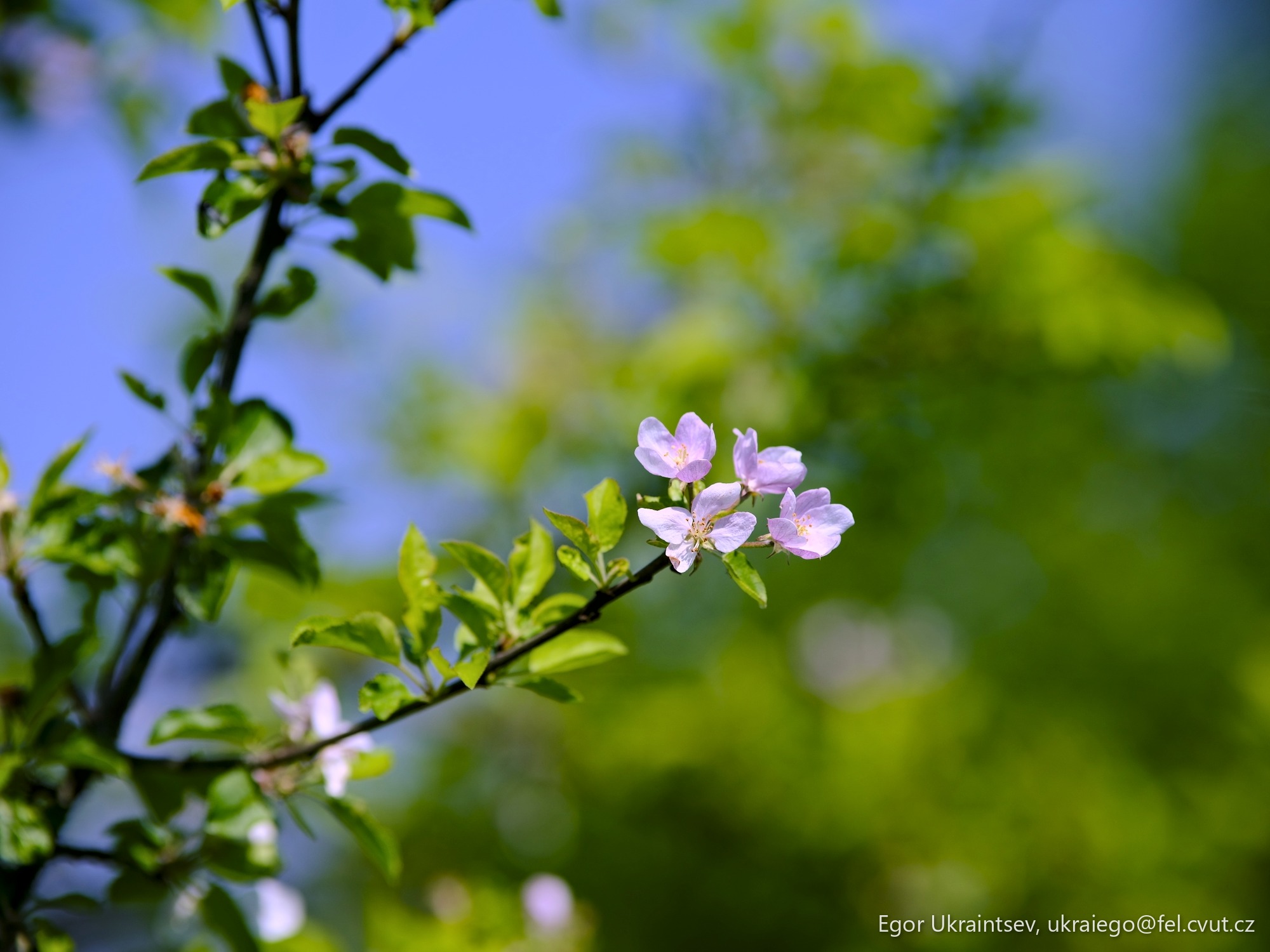 White flower on a tree
