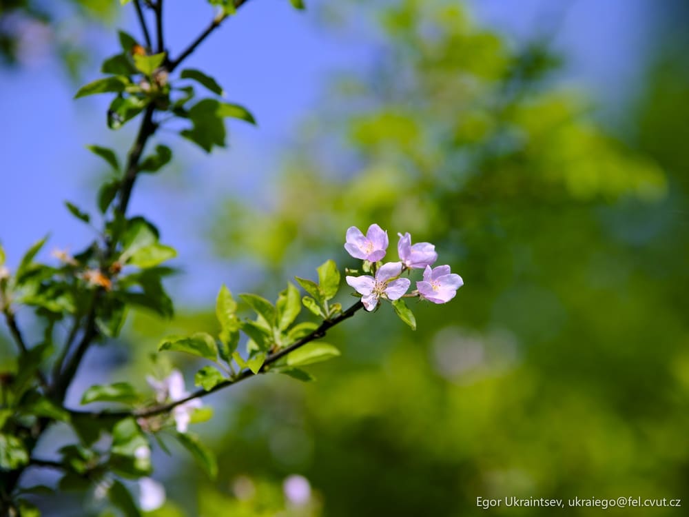 White flower on a tree