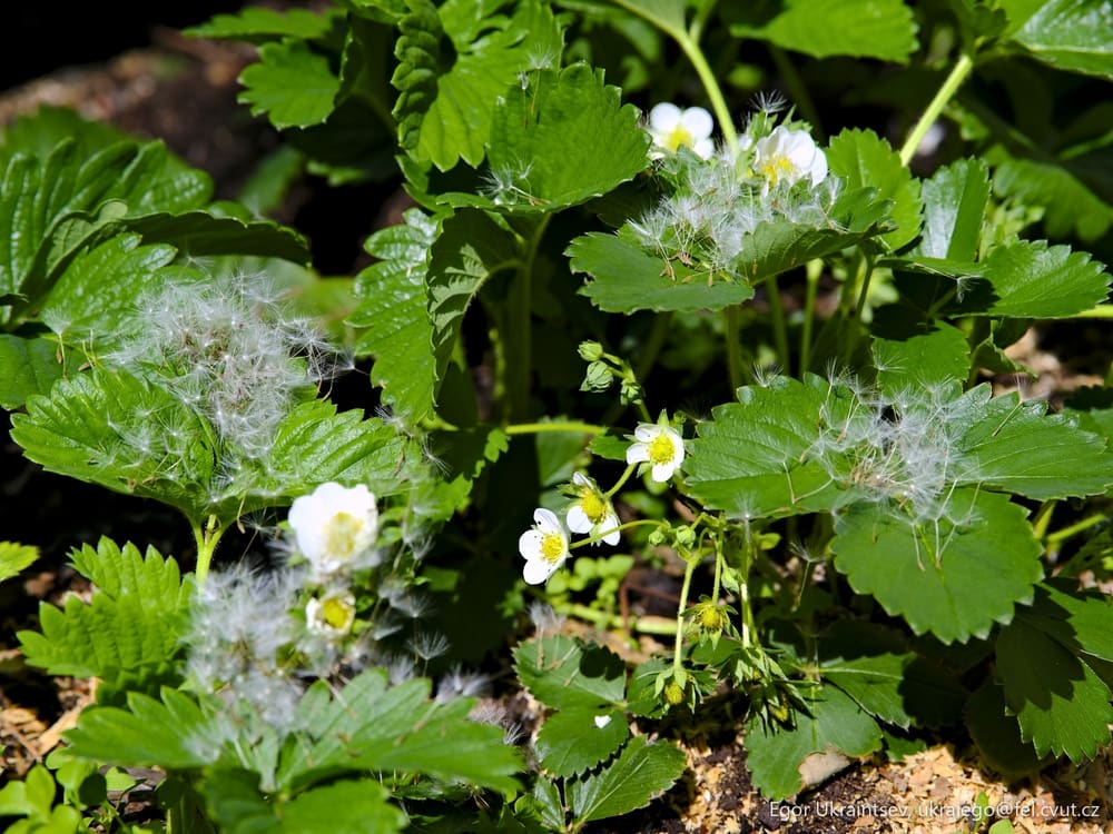 White flowers growing