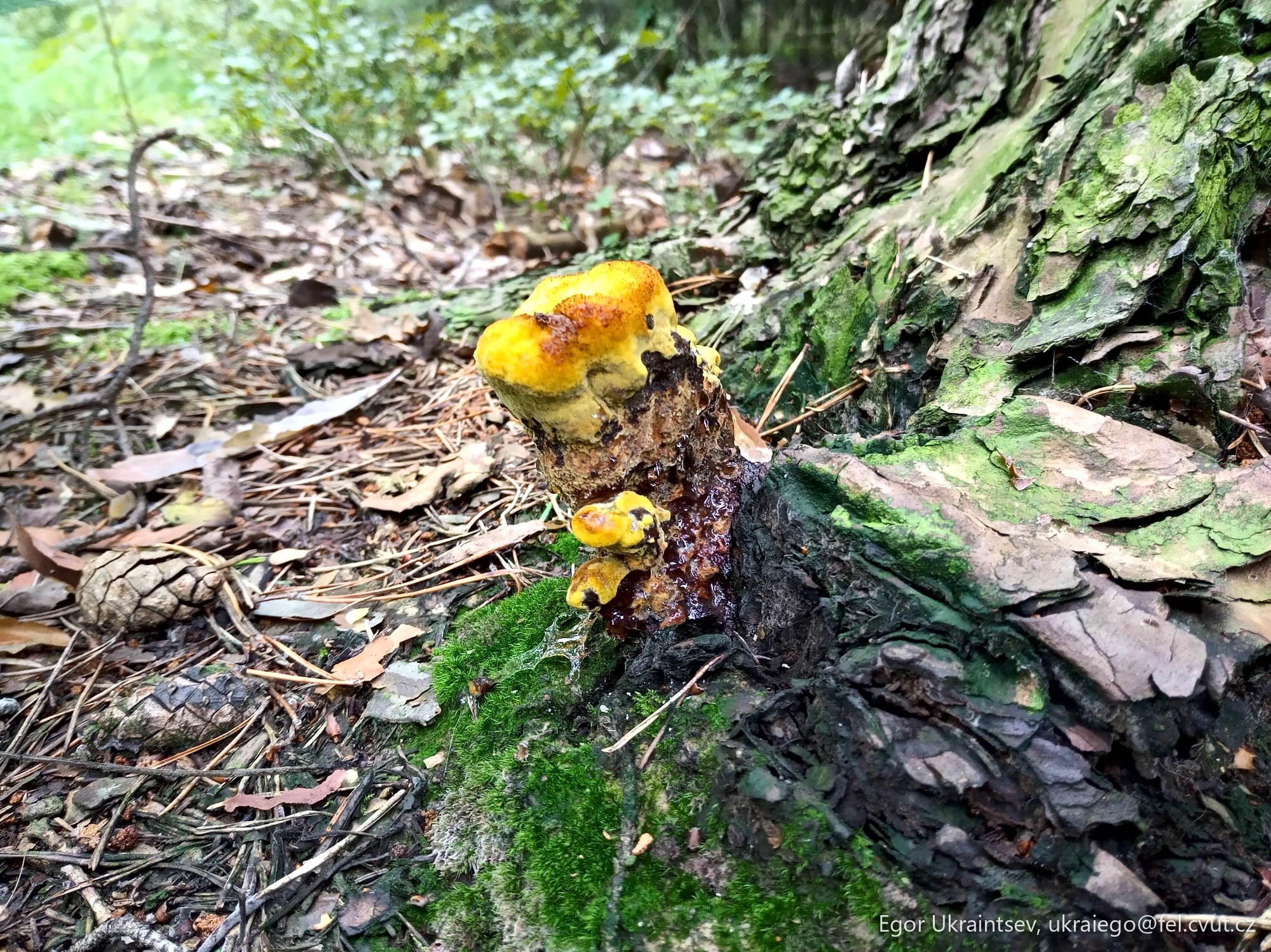 Yellow mushroom on a tree