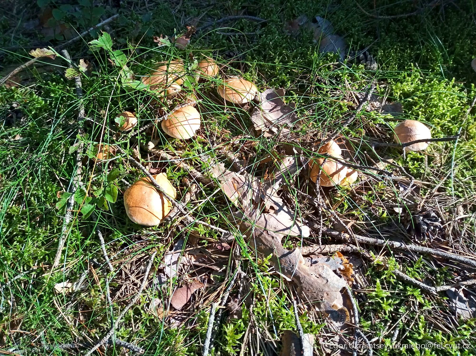 Mushrooms on the ground