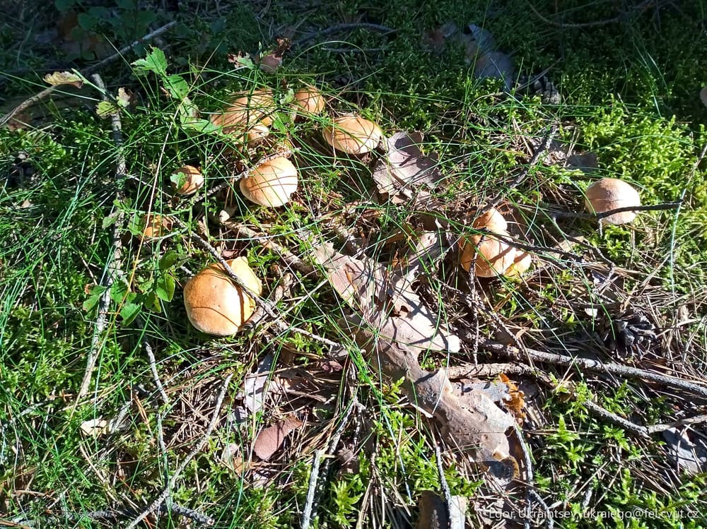 Mushrooms on the ground