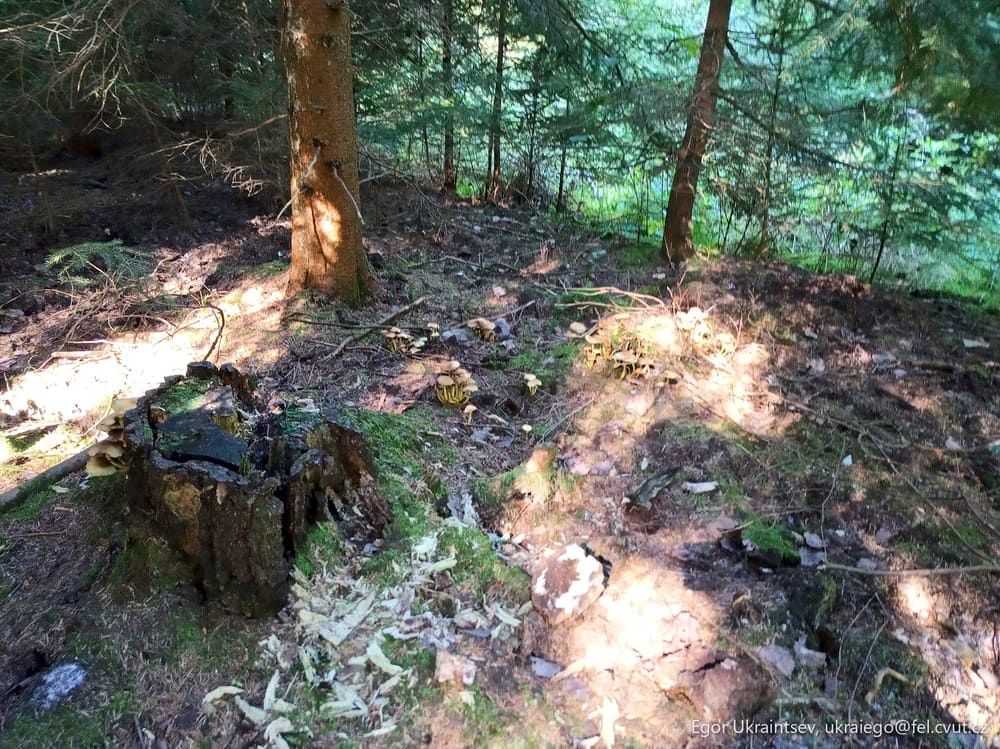 Fallen tree in the woods