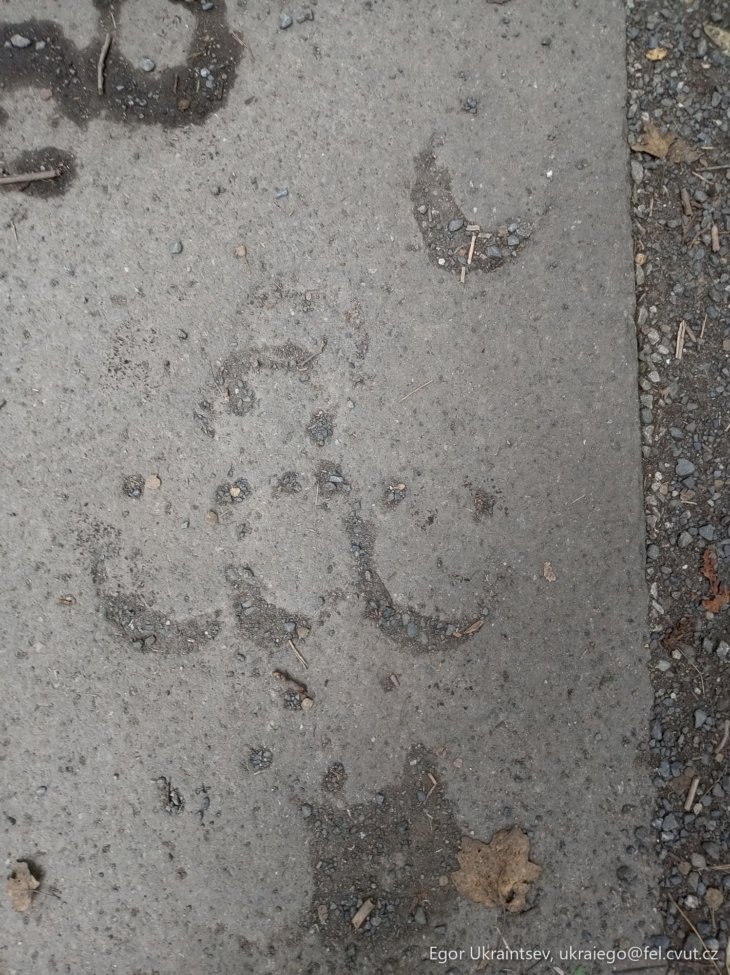 Dog s paw prints