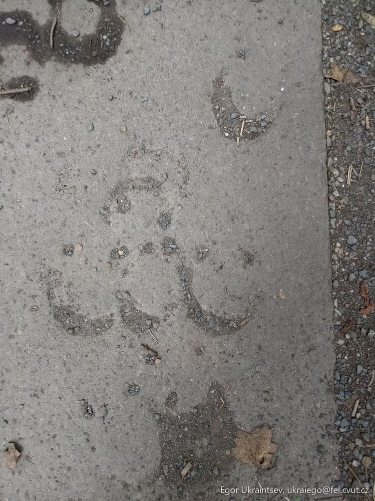 Dog s paw prints