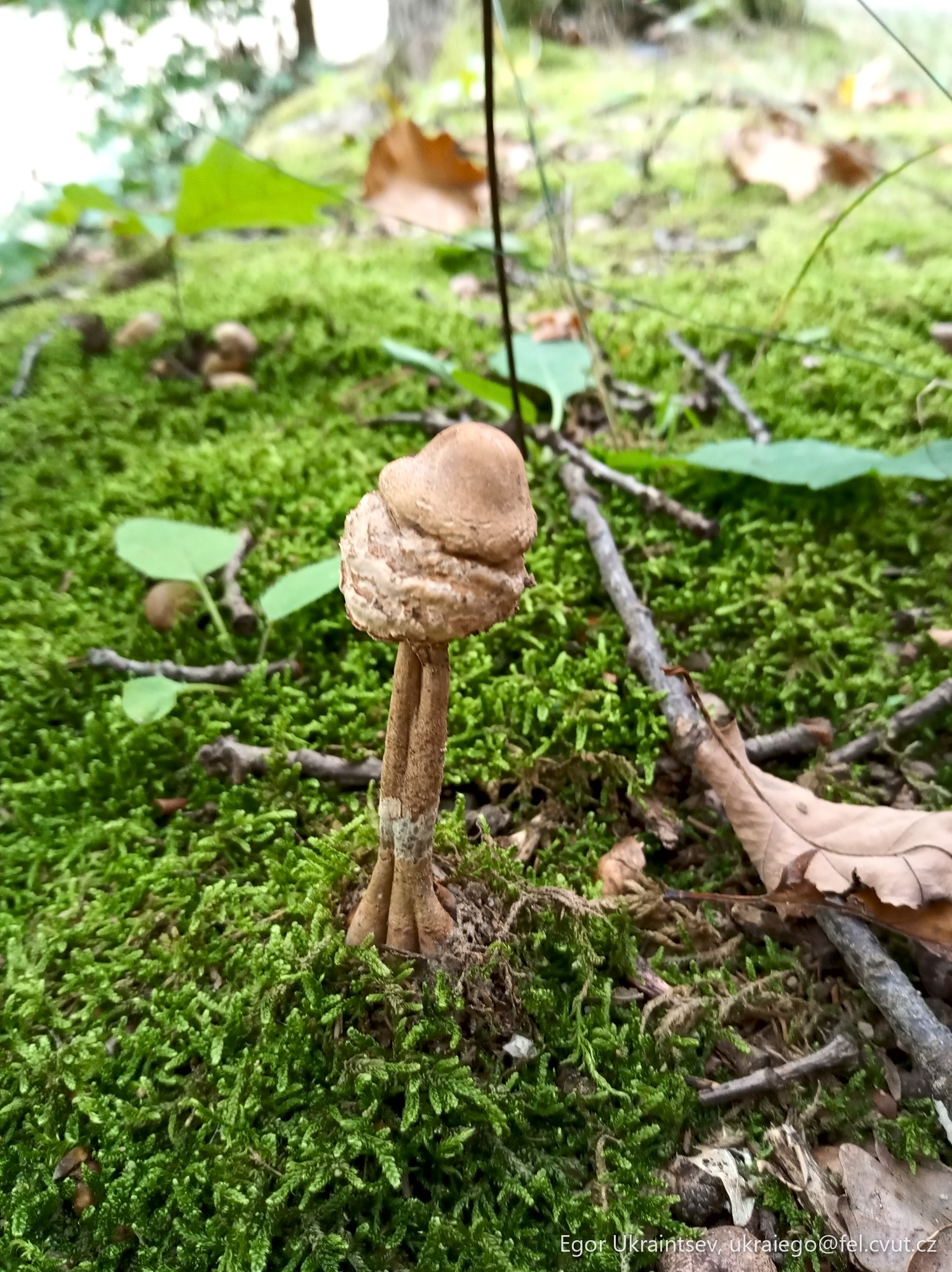 Mushroom on a moss covered