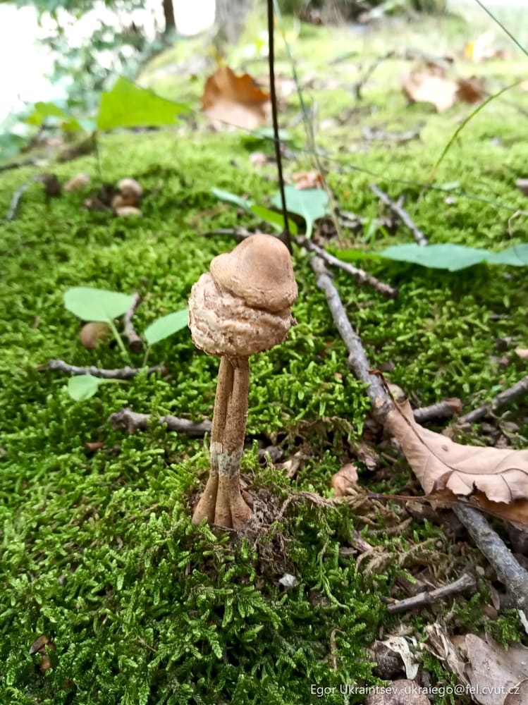 Mushroom on a moss covered