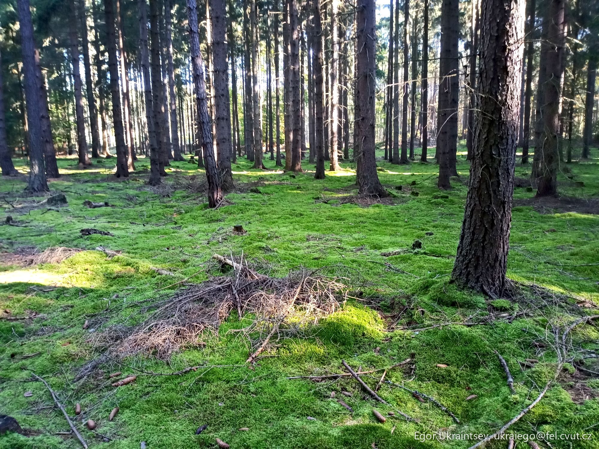 Pine forest with green grass