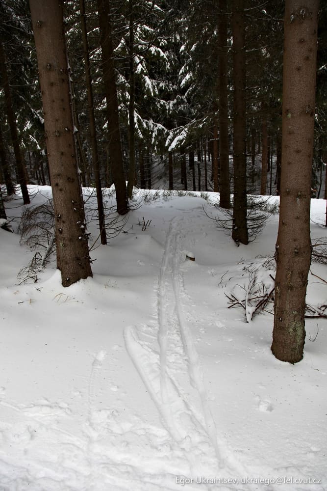 Trail in the woods