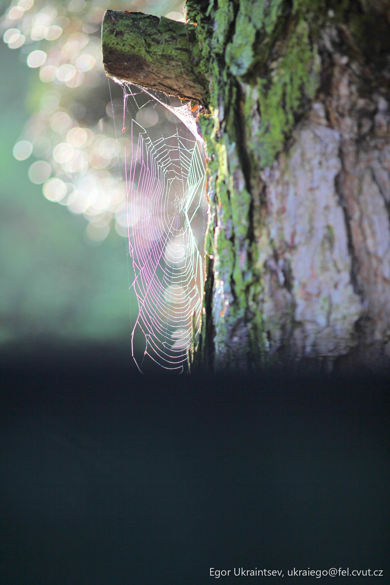 Spider hanging on a tree