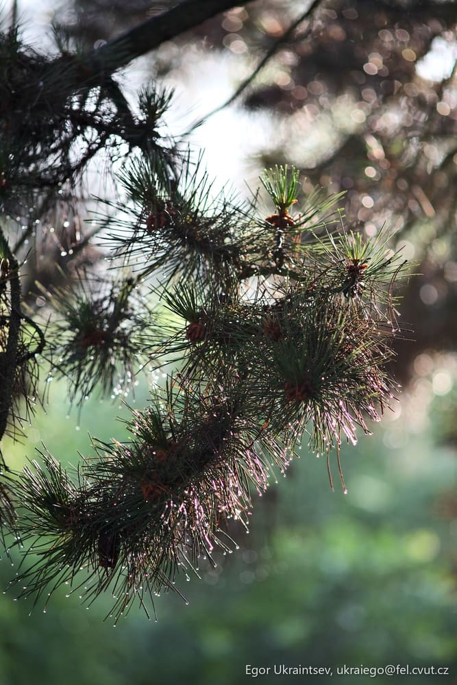 Pine tree branch with water