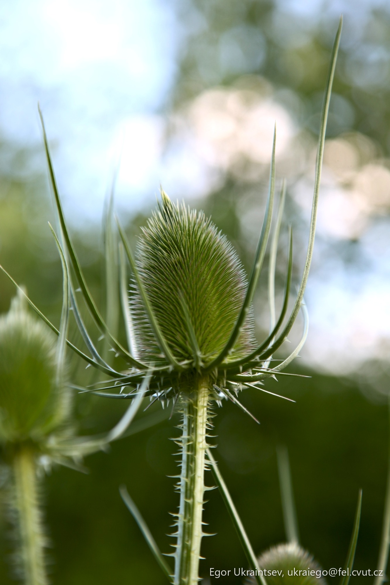 Thistle flower