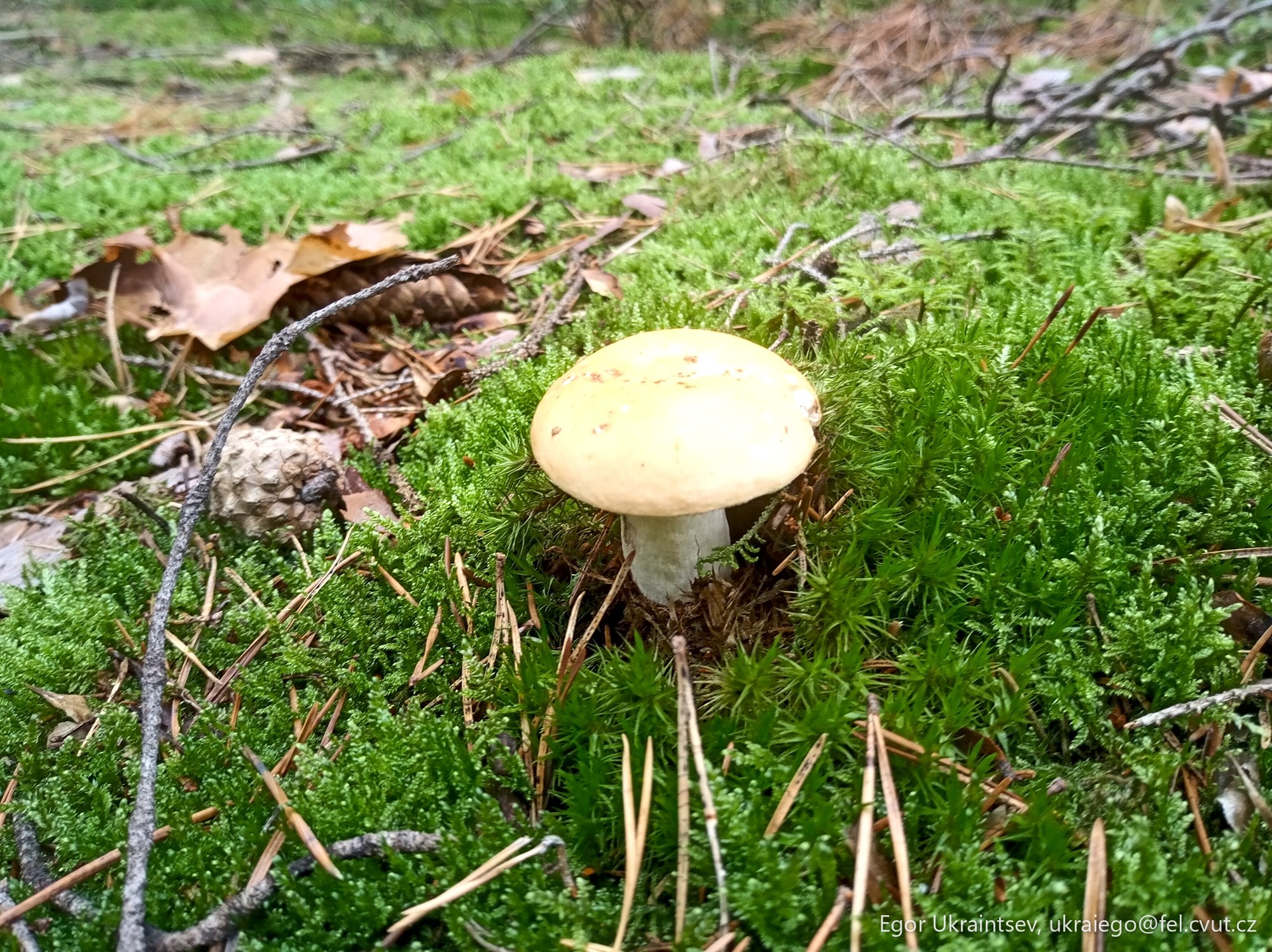 Mushroom on a moss covered
