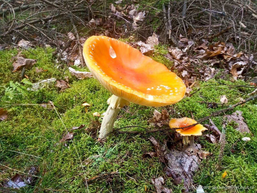 Small orange mushroom growing