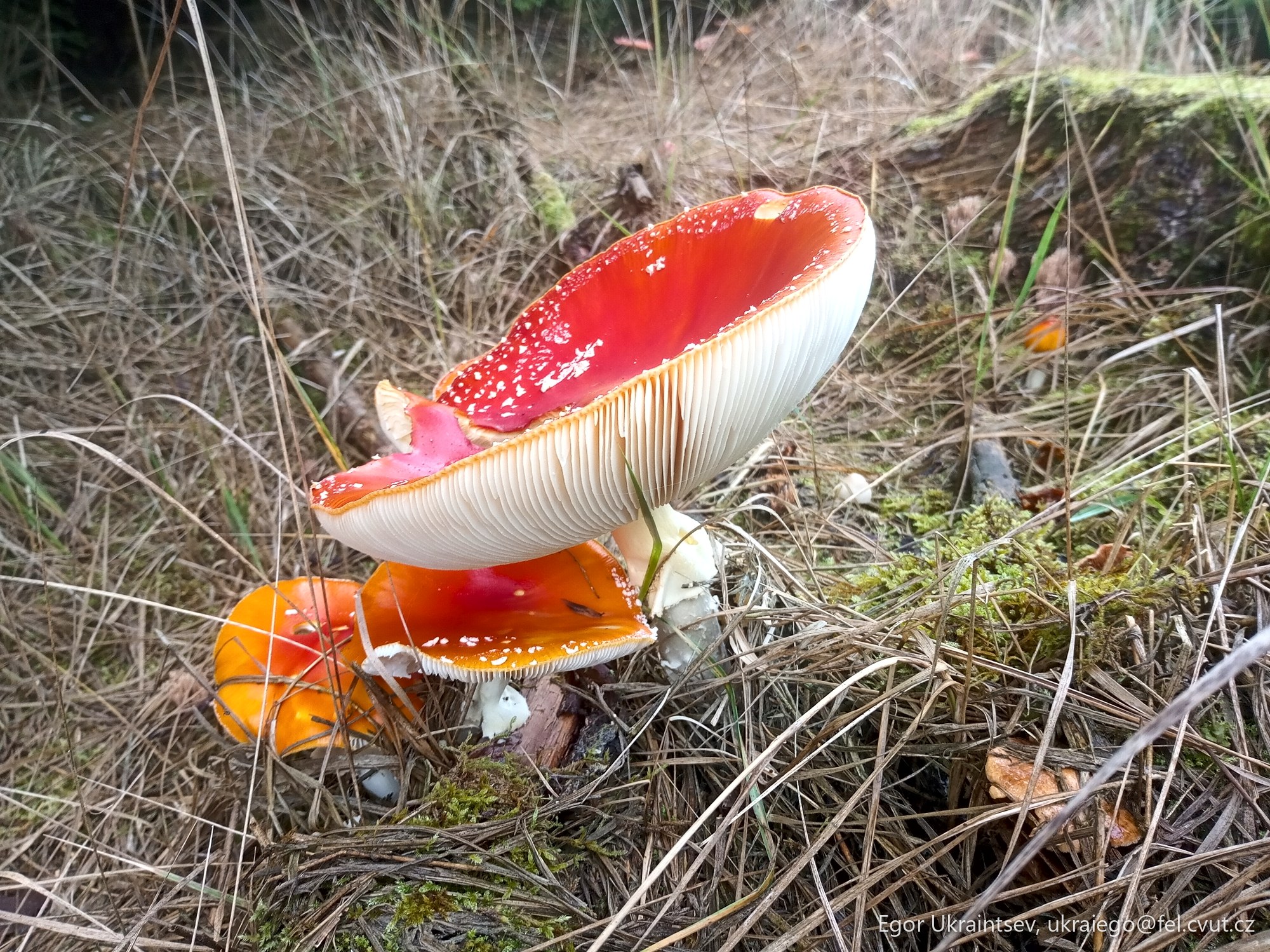Red and white mushroom