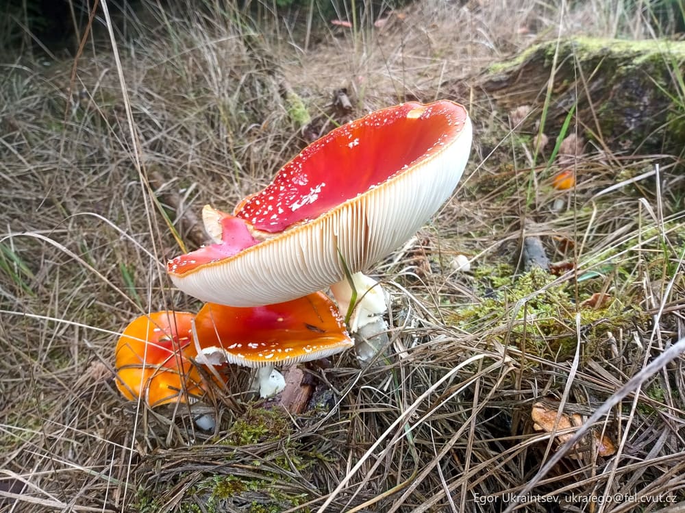 Red and white mushroom