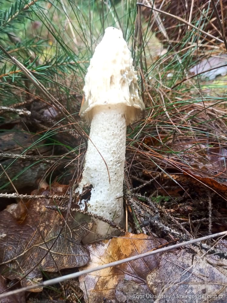 Mushroom growing in the forest