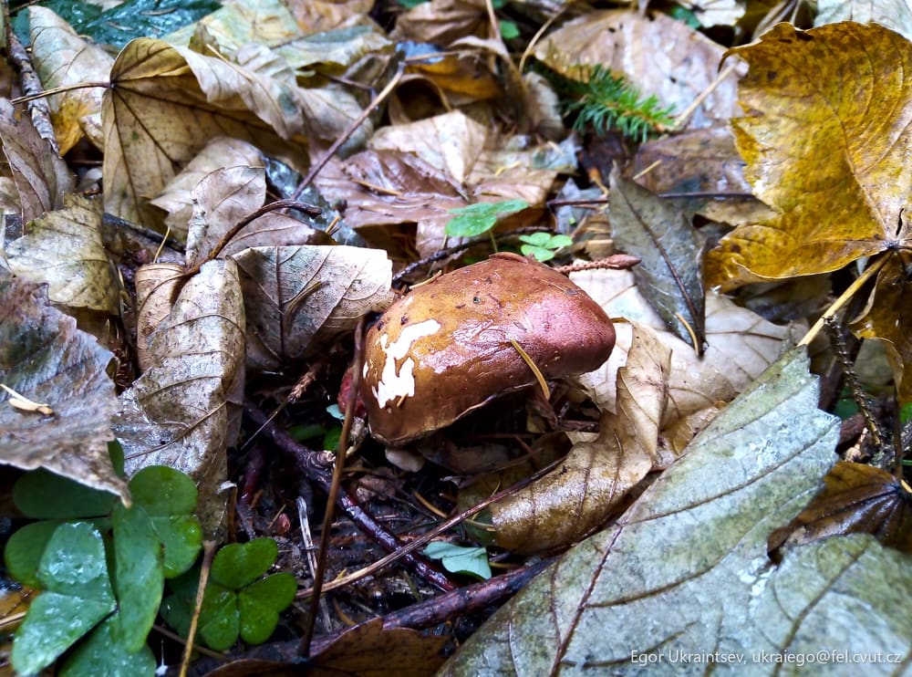 Mushroom on the forest floor