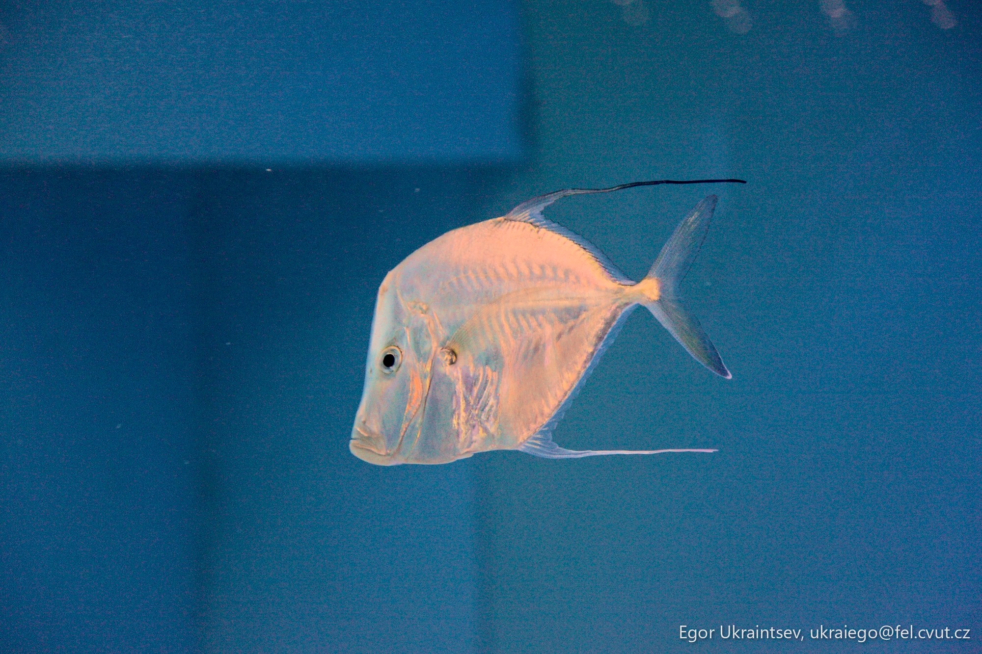 Fish in a tank
