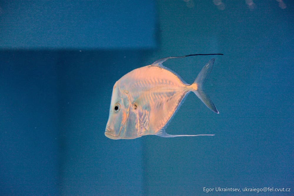 Fish in a tank