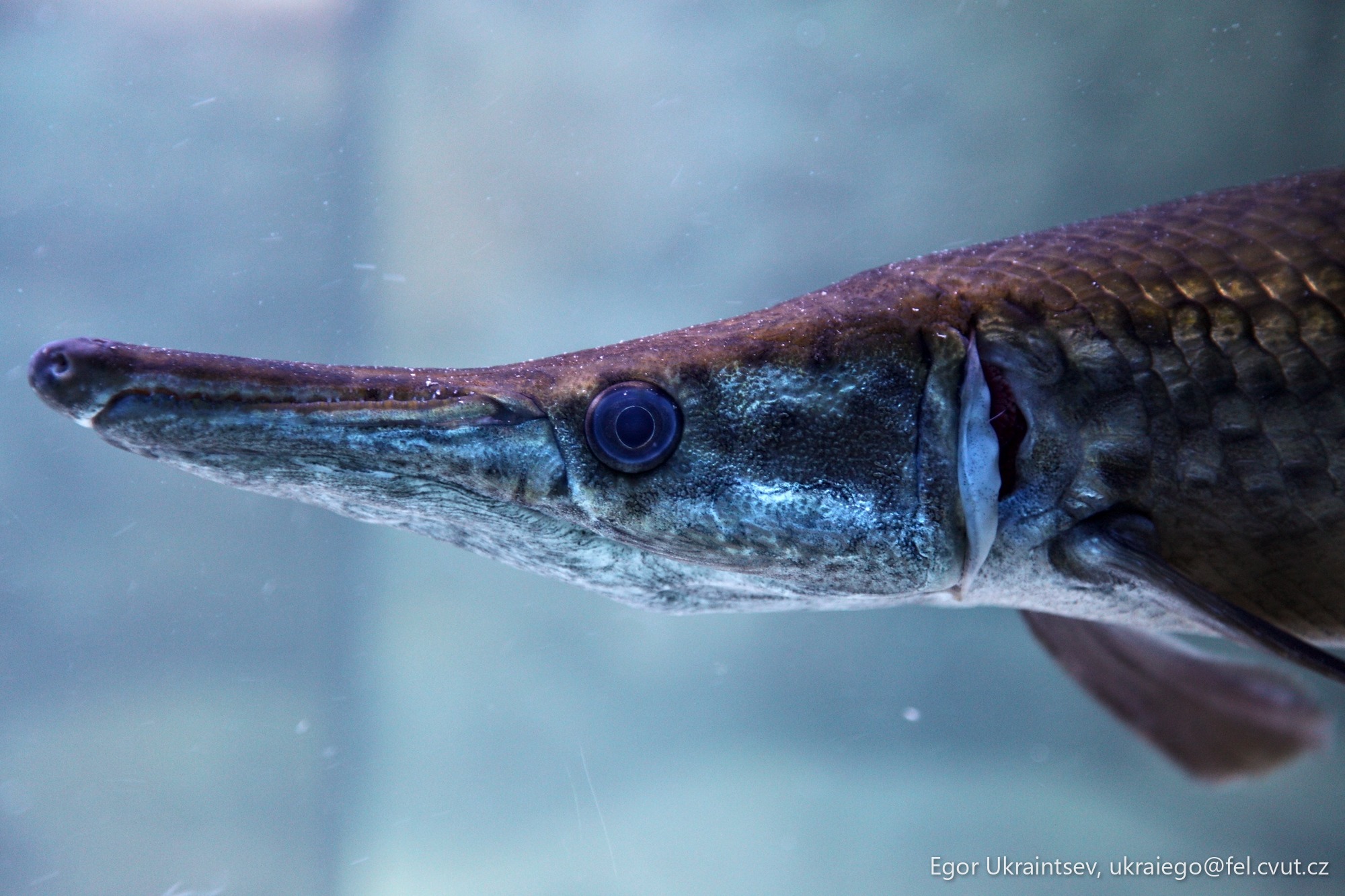 Fish in a tank