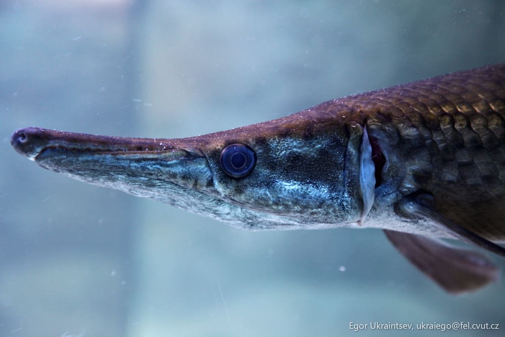 Fish in a tank