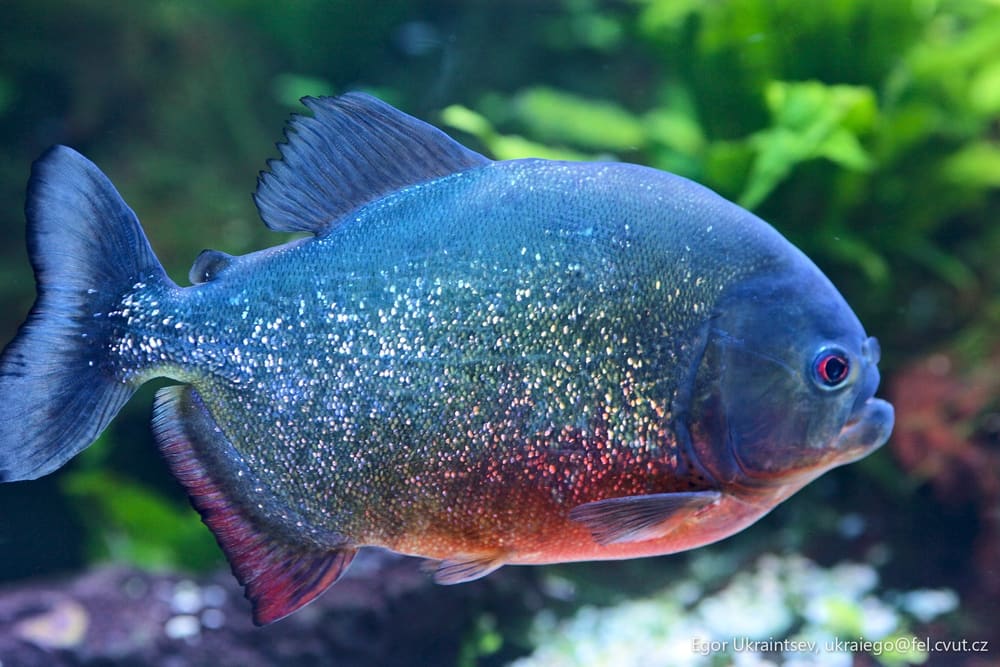 Fish in an aquarium