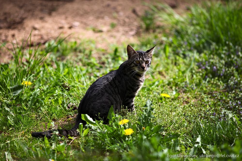 Cat sitting in the grass