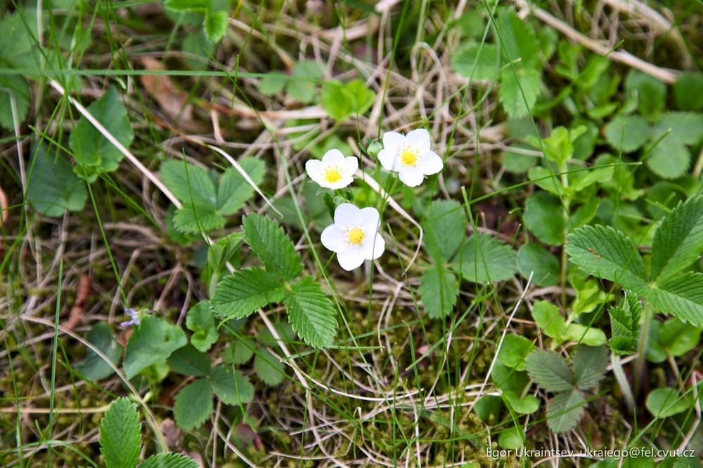 White flowers in the grass