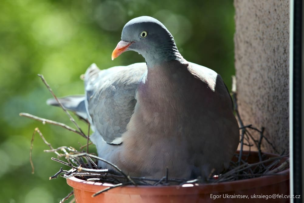 Bird in a flower pot