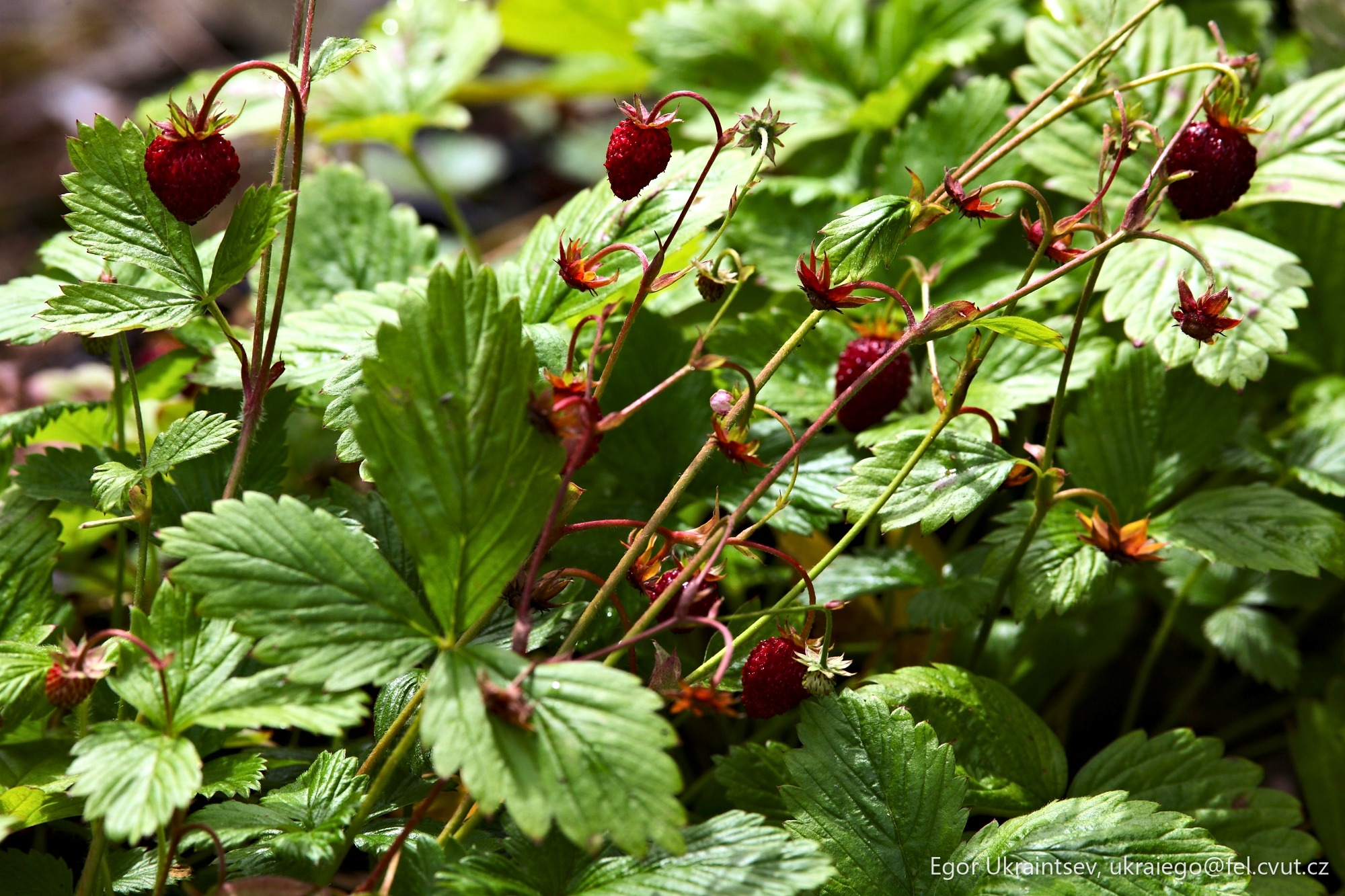 Strawberries growing in a garden
