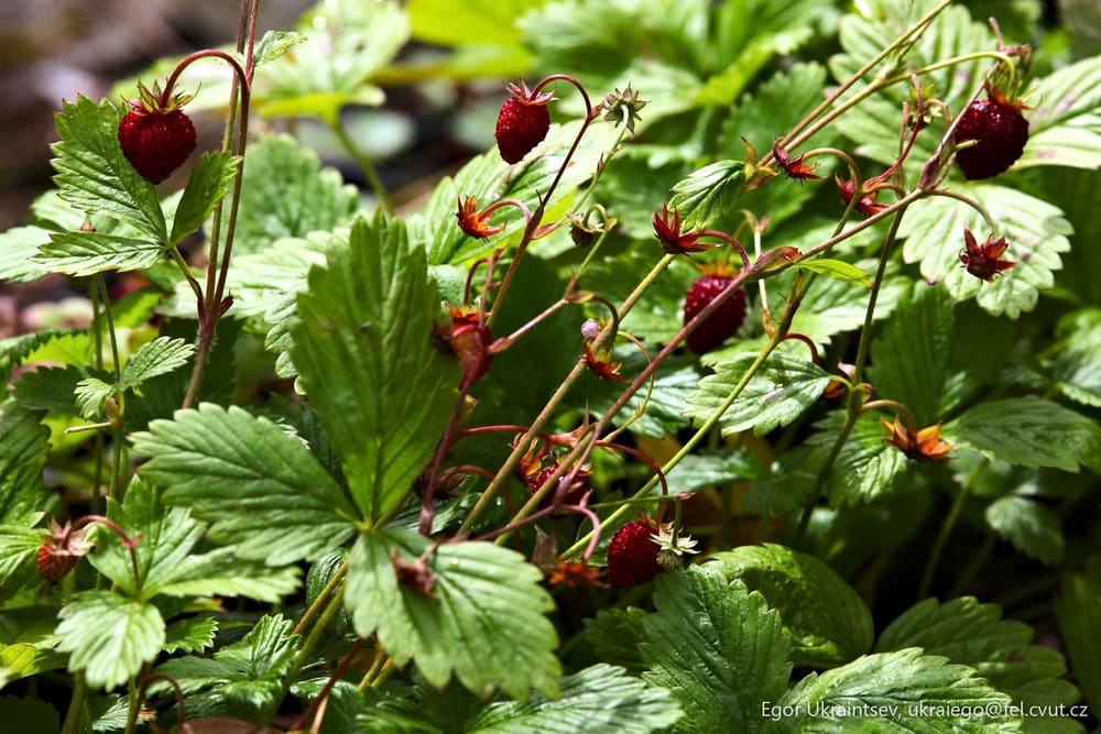 Strawberries growing in a garden