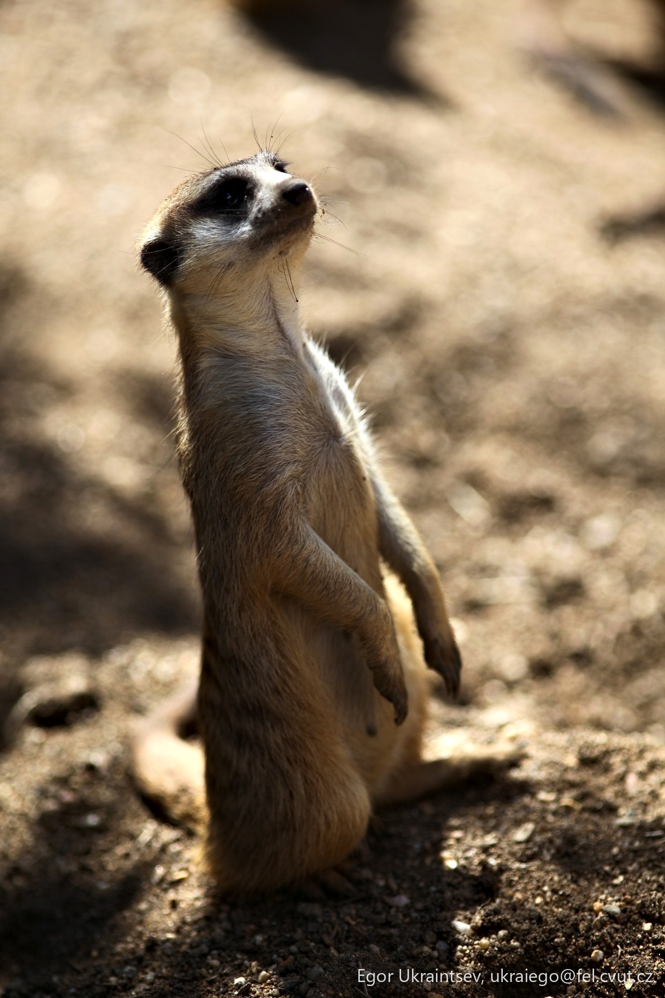 Meerkat standing on its hinds