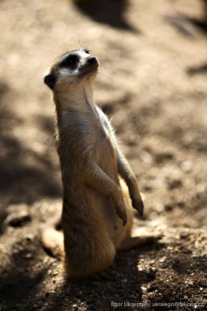 Meerkat standing on its hinds