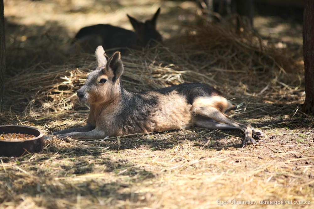 Baby deer laying