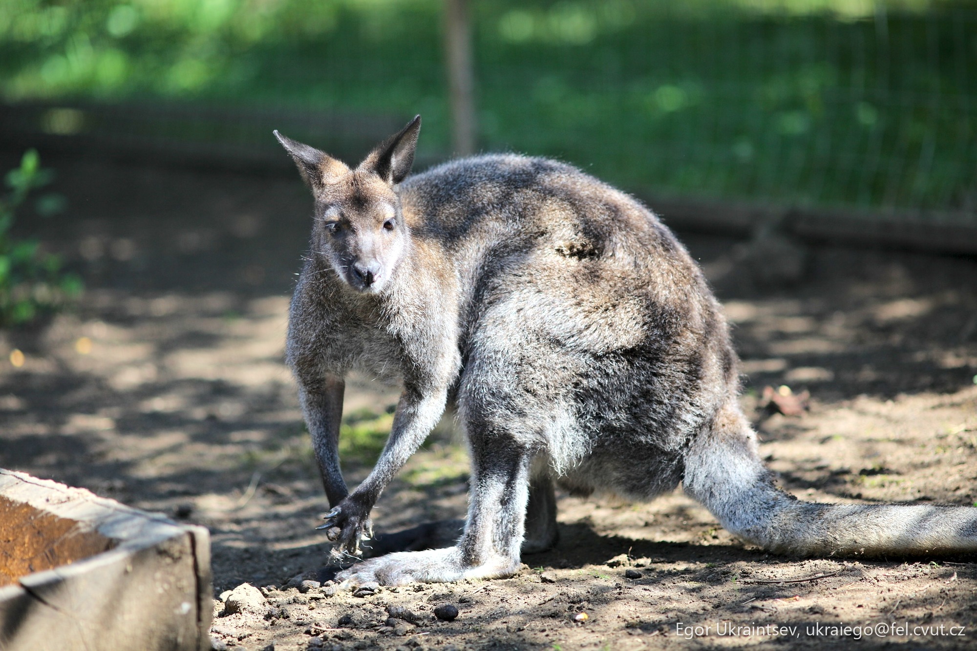 Kangaroo