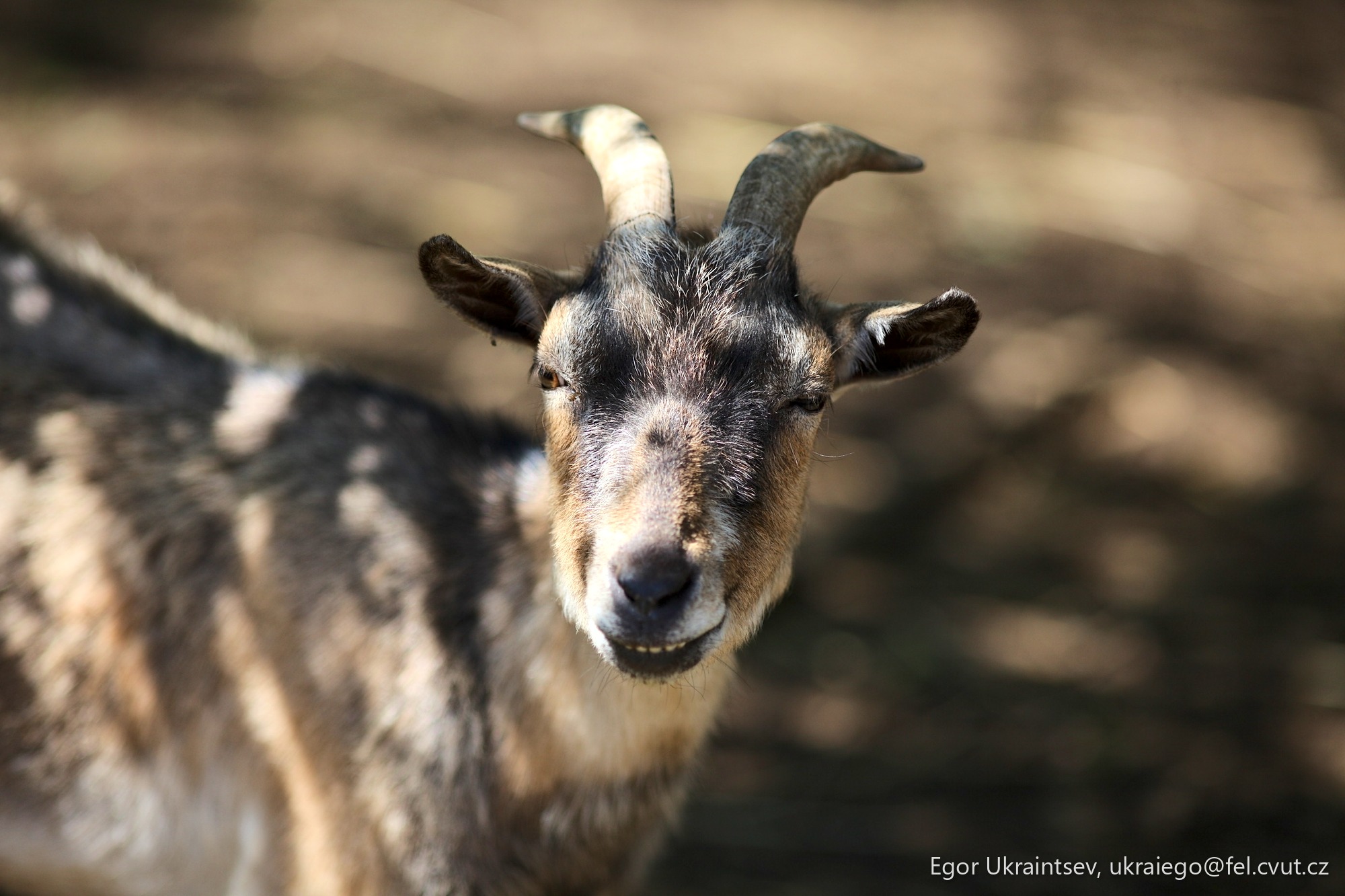 Goat looking at the camera
